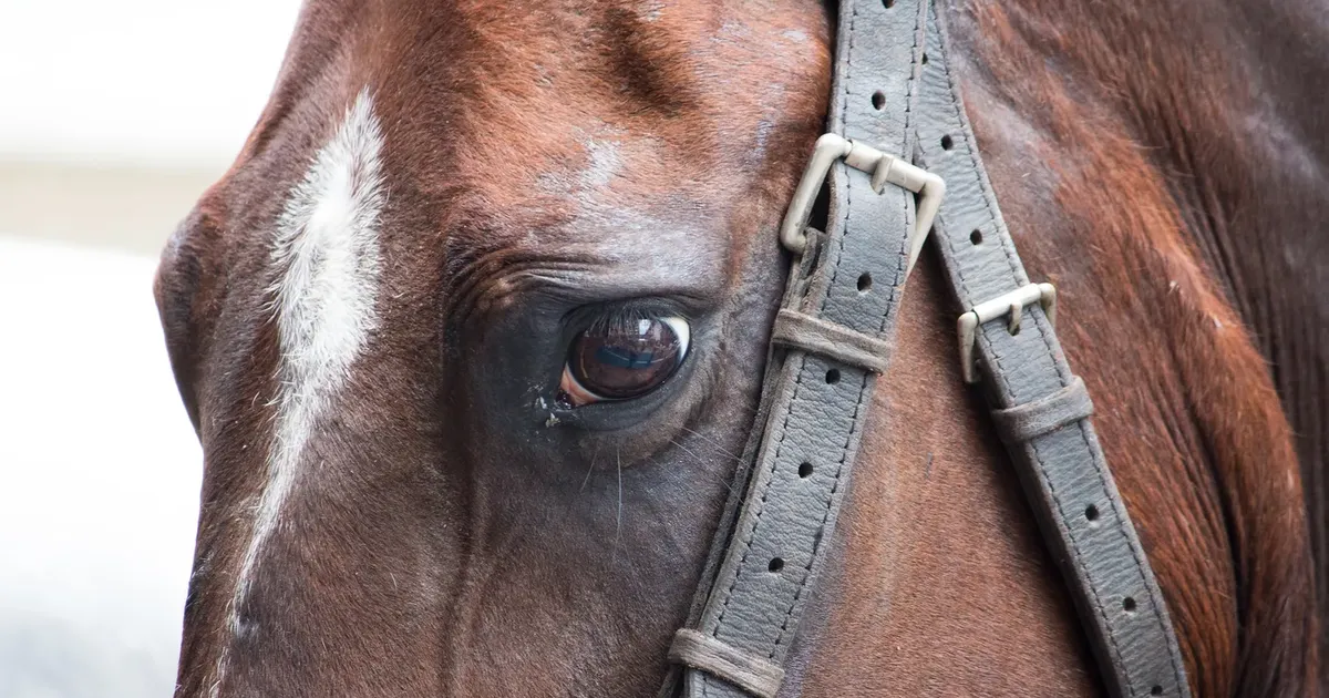 Проклятый народ — 10