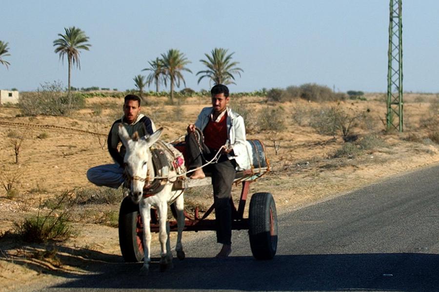 Дикие животные